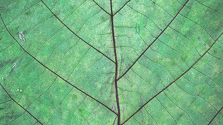 A close up of a green leaf